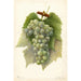 Riproduzione del dipinto Vitis Diamond - Amanda Almira Newton