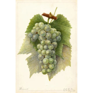 Amanda Almira Newton - Vitis Diamond.webp
