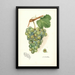 Riproduzione del dipinto Vitis Geraldine - Amanda Almira Newton