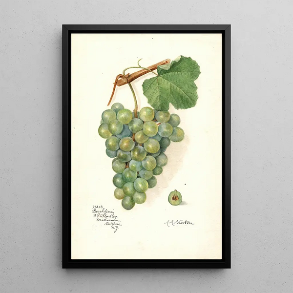 Riproduzione del dipinto Vitis Geraldine - Amanda Almira Newton