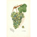 Riproduzione del dipinto Vitis Geraldine - Amanda Almira Newton