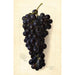Vitis Goolabie - Amanda Almira Newton — vista dell’opera