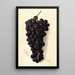 Vitis Goolabie - Amanda Almira Newton — quadro incorniciato alla parete