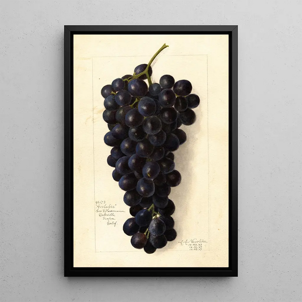 Vitis Goolabie - Amanda Almira Newton — quadro incorniciato alla parete