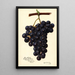 Riproduzione del dipinto Vitis King Philip - Amanda Almira Newton