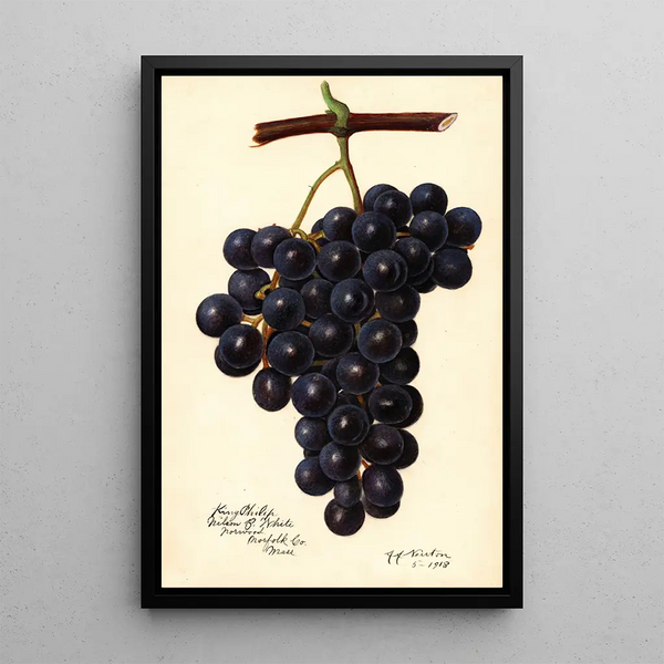 Riproduzione del dipinto Vitis King Philip - Amanda Almira Newton