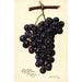 Riproduzione del dipinto Vitis King Philip - Amanda Almira Newton