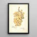 Vitis Kurtelaska - Amanda Almira Newton — quadro incorniciato alla parete