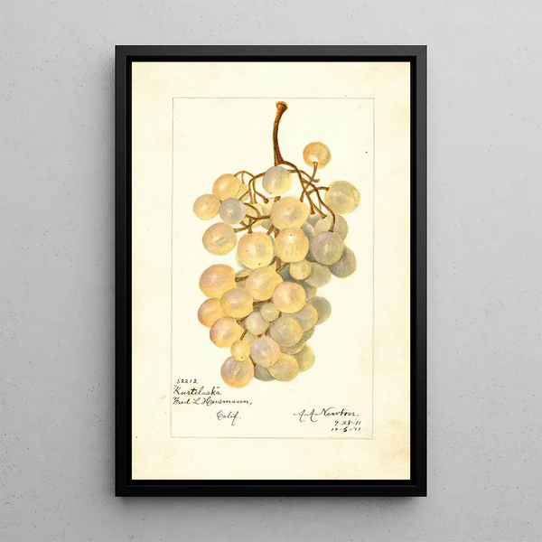 Vitis Kurtelaska - Amanda Almira Newton — quadro incorniciato alla parete