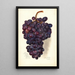 Riproduzione del dipinto Vitis Malakoff Isjum - Amanda Almira Newton