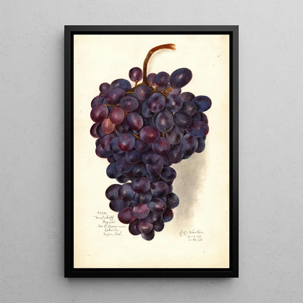 Riproduzione del dipinto Vitis Malakoff Isjum - Amanda Almira Newton