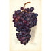 Riproduzione del dipinto Vitis Malakoff Isjum - Amanda Almira Newton