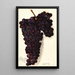 Vitis Malvasia Rosario - Amanda Almira Newton — quadro incorniciato alla parete