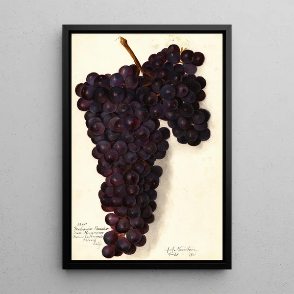 Vitis Malvasia Rosario - Amanda Almira Newton — quadro incorniciato alla parete