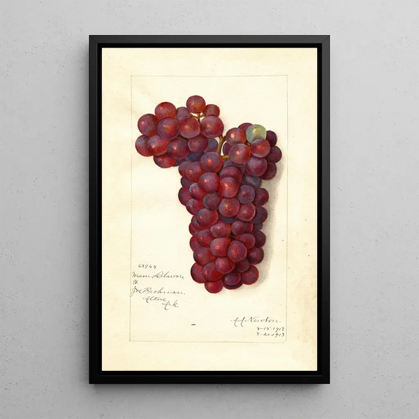 Riproduzione del dipinto Vitis Mammoth Delaware - Amanda Almira Newton