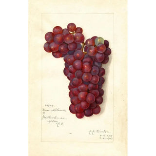 Amanda Almira Newton - Vitis Mammoth Delaware.webp