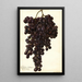 Riproduzione del dipinto Vitis Muscat Noir de Hongrie - Amanda Almira Newton