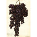 Riproduzione del dipinto Vitis Muscat Noir de Hongrie - Amanda Almira Newton