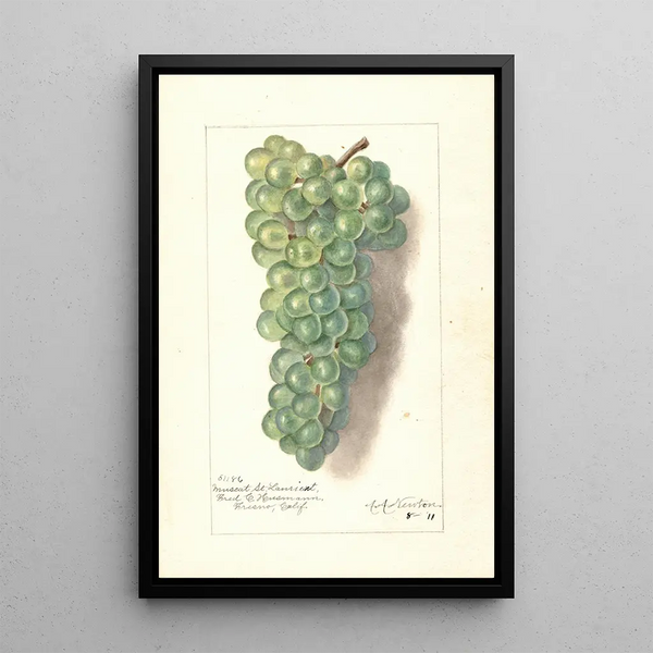 Riproduzione del dipinto Vitis Muscat St - Amanda Almira Newton