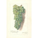 Riproduzione del dipinto Vitis Muscat St - Amanda Almira Newton