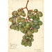 Vitis Muscat d'Alexandrie - Amanda Almira Newton — vista dell’opera