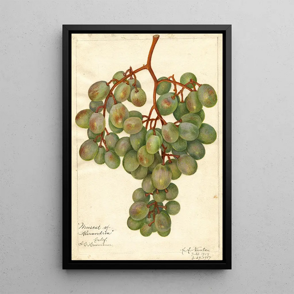 Vitis Muscat d'Alexandrie - Amanda Almira Newton — quadro incorniciato alla parete