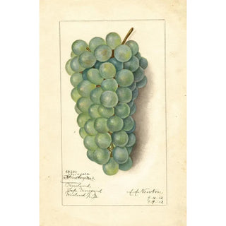 Amanda Almira Newton - Vitis Niagara.webp