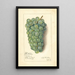 Vitis Niagara - Amanda Almira Newton — quadro incorniciato alla parete