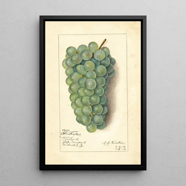 Vitis Niagara - Amanda Almira Newton — quadro incorniciato alla parete
