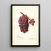 Vitis No - Amanda Almira Newton — quadro incorniciato alla parete