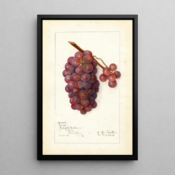 Vitis No - Amanda Almira Newton — quadro incorniciato alla parete