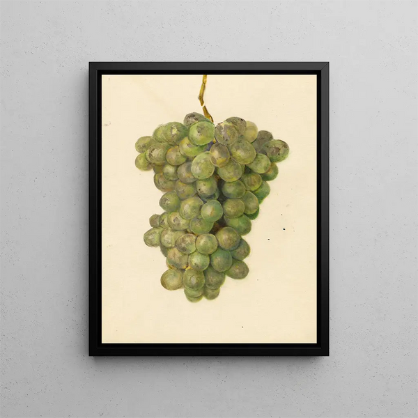 Vitis Ontario - Amanda Almira Newton — quadro incorniciato alla parete