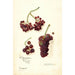 Vitis Panariti - Amanda Almira Newton — vista dell’opera
