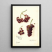Vitis Panariti - Amanda Almira Newton — quadro incorniciato alla parete