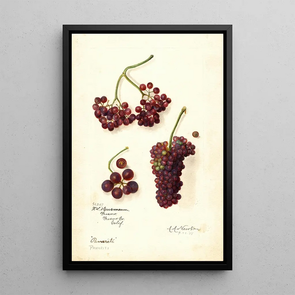 Vitis Panariti - Amanda Almira Newton — quadro incorniciato alla parete