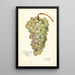 Vitis Scheradzouli Blanc - Amanda Almira Newton — quadro incorniciato alla parete