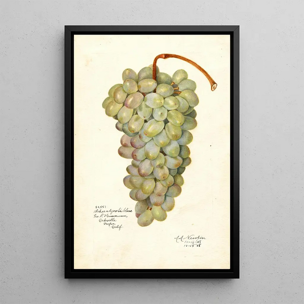 Vitis Scheradzouli Blanc - Amanda Almira Newton — quadro incorniciato alla parete