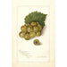 Vitis Scuppernong - Amanda Almira Newton — vista dell’opera