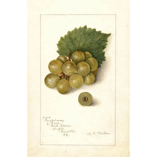 Amanda Almira Newton - Vitis Scuppernong.webp