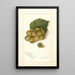 Vitis Scuppernong - Amanda Almira Newton — quadro incorniciato alla parete