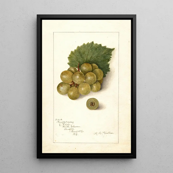 Vitis Scuppernong - Amanda Almira Newton — quadro incorniciato alla parete