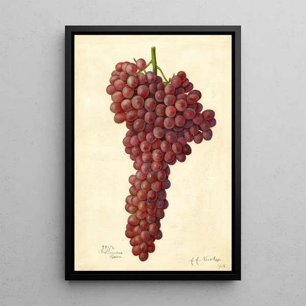 Riproduzione del dipinto Vitis Sultanina Rosea - Amanda Almira Newton
