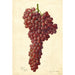 Riproduzione del dipinto Vitis Sultanina Rosea - Amanda Almira Newton