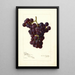 Riproduzione del dipinto Vitis Sunrise - Amanda Almira Newton