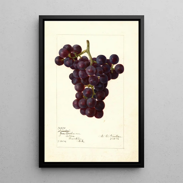 Riproduzione del dipinto Vitis Sunrise - Amanda Almira Newton