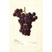 Riproduzione del dipinto Vitis Sunrise - Amanda Almira Newton