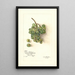 Riproduzione del dipinto Vitis White Southern - Amanda Almira Newton