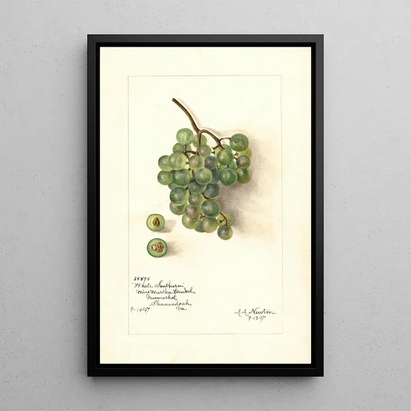 Riproduzione del dipinto Vitis White Southern - Amanda Almira Newton
