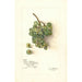 Riproduzione del dipinto Vitis White Southern - Amanda Almira Newton