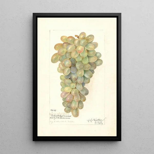 Vitis - Amanda Almira Newton — quadro incorniciato alla parete